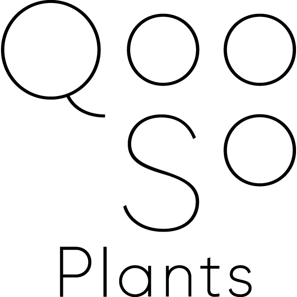 QooSo Plants (クウソープランツ)